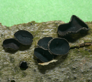 Schwarzbrauner Pappelbecherling