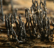 Flaschenförmiger Kugelkrustenpilz
