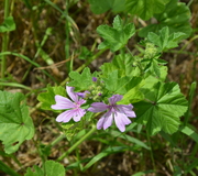 Große Käsepappel, Wild-Malve