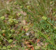 Kleiner Wiesenknopf