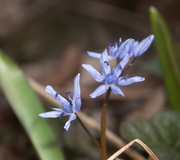 Traun-Blaustern
