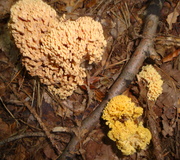 Rosagelbe Buchenwaldkoralle