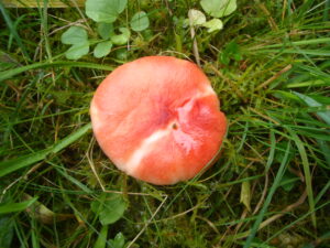 23112017225031 3346 art 1985 russula luteotacta