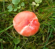 Gelbfleckender Täubling