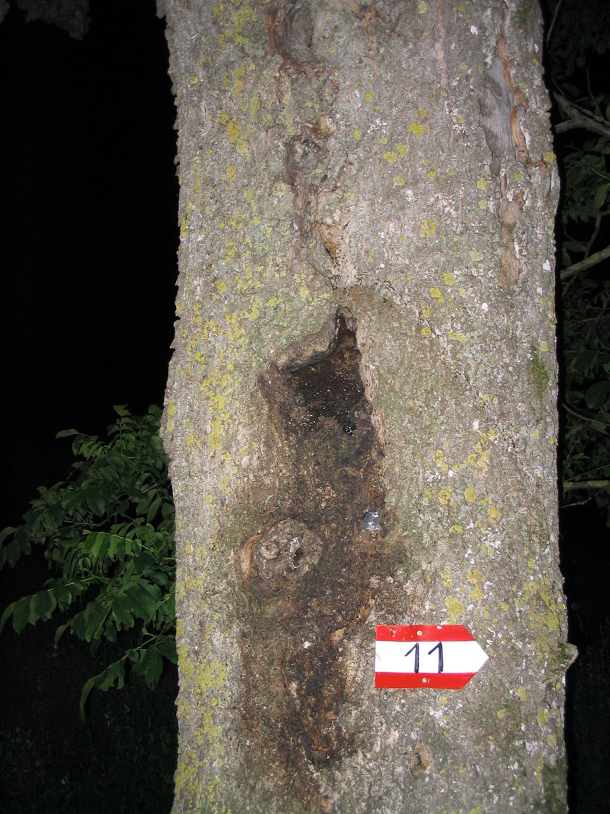 24052013134210 717 lebensraum 1133 baumhoehle fledermausquartier muggendorf
