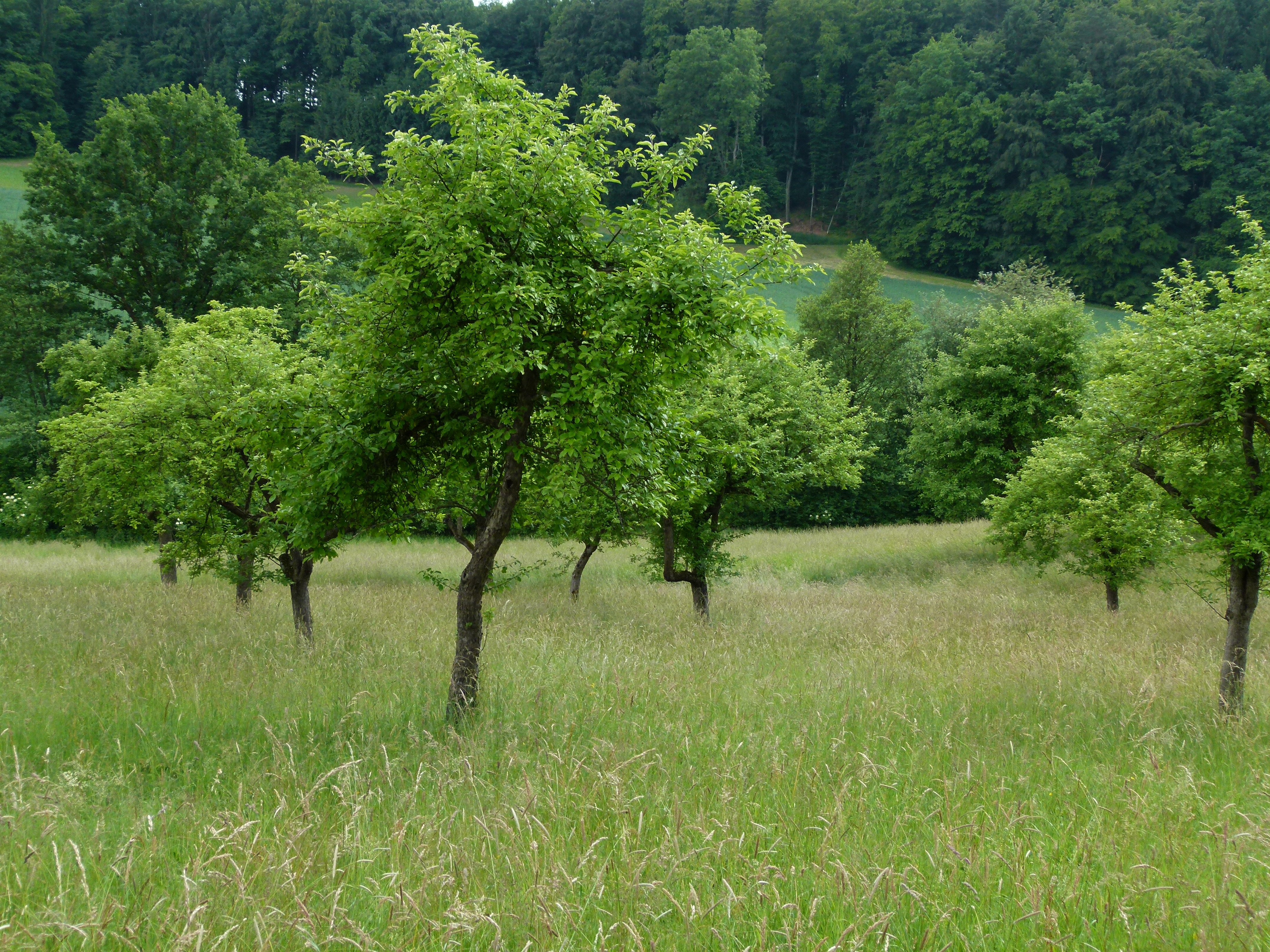 24062013215333 997 lebensraum 1125 streuobstwiese