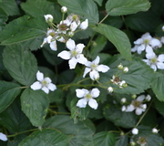 Eigentliche Brommbeere