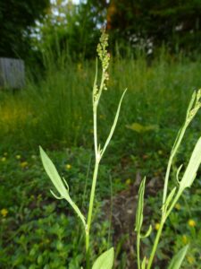 25052014203750 2388 art 542 rumex acetosella 19