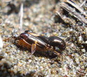 Pfändlers Grabschrecke