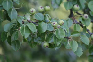 25082013201050 1601 art 1268 pyrus pyraster taliandorogd balaton oberland ungarn 28