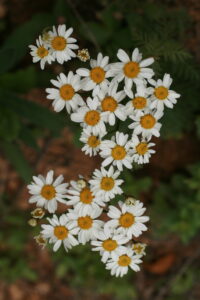 25082013211513 1607 art 1265 tanacetum corymbosum sotinaslo img 8863 5
