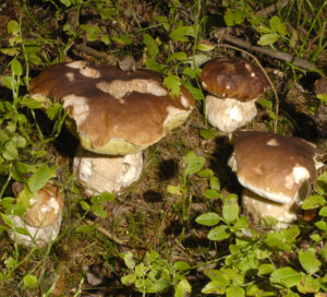 26052013210213 729 art 156 6122 boletus edulis e77 kopie
