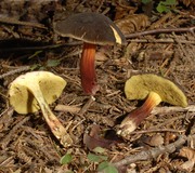 Herbstrotfuß