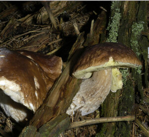 27052013125915 763 art 156 bol edulis 5314 10 kopie