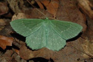 27052013162223 788 art 430 geometra papilionaria 1