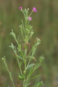 27072013214622 1194 art 1049 deilephila elpenor epilobium hirsutus kovagoors kis hegyes tu balaton oberland ungarn 89 6