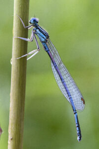 27082013215307 1633 art 926 platycnemis pennipes blaue federlibellem1.2