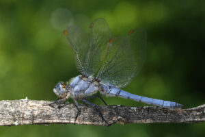 27082013233344 1655 art 1036 orthetrum brunneum sudlicher blaupfeil1.2