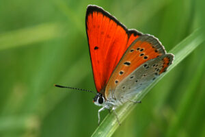 28082013013618 1661 art 816 lycaena dispar groser feuerfalterm3.3