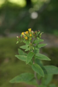 28082013212207 1690 art 1264 inula conyza klausen img 2415 7