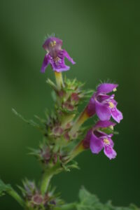 28082013213458 1692 art 1262 galeopsis pubescens burgfried img 4219 5