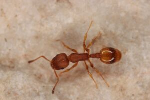 29042013120336 108 art 148 temnothorax unifasciatus komposch