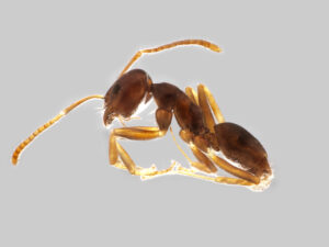 29042013120622 110 art 141 tapinoma ambiguum mueller