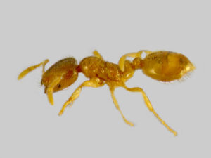 29042013120716 111 art 139 solenopsis fugax mueller