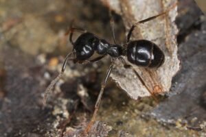29042013125704 122 art 116 lasius fuliginosus pechschwarze holzameisew1 kunz