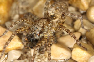 30052013124016 814 art 744 arctosa maculata f a oO np kalkalpen stofflalm bachufer p4 18 8 2010 chko 30