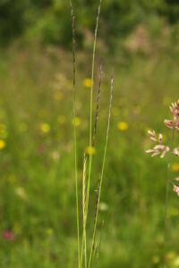 30072013164854 1209 art 1072 nardus stricta orfalu Orseg ungarn 340 50