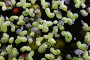 30072013180603 1227 art 1060 lemna minor werndf img 6367 1