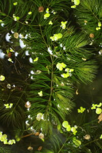 30072013181526 1229 art 1057 ceratophyllum demersum sicheldorf bild 170 10