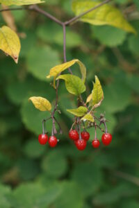 30072013201059 1238 art 1039 solanum dulcamara halbenrain herrschatfsteich zxy 096 27