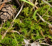 Echtes Tannenmoos