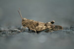30082013220217 1744 art 1309 oedipoda caerulescens burgfried 0 044 2