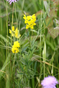 30082013224614 1756 art 1261 lathyrus pratensis unterrohr rauchmuhle 176 10
