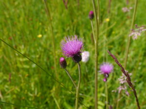 31052013111143 833 art 328 cirsium civulare10