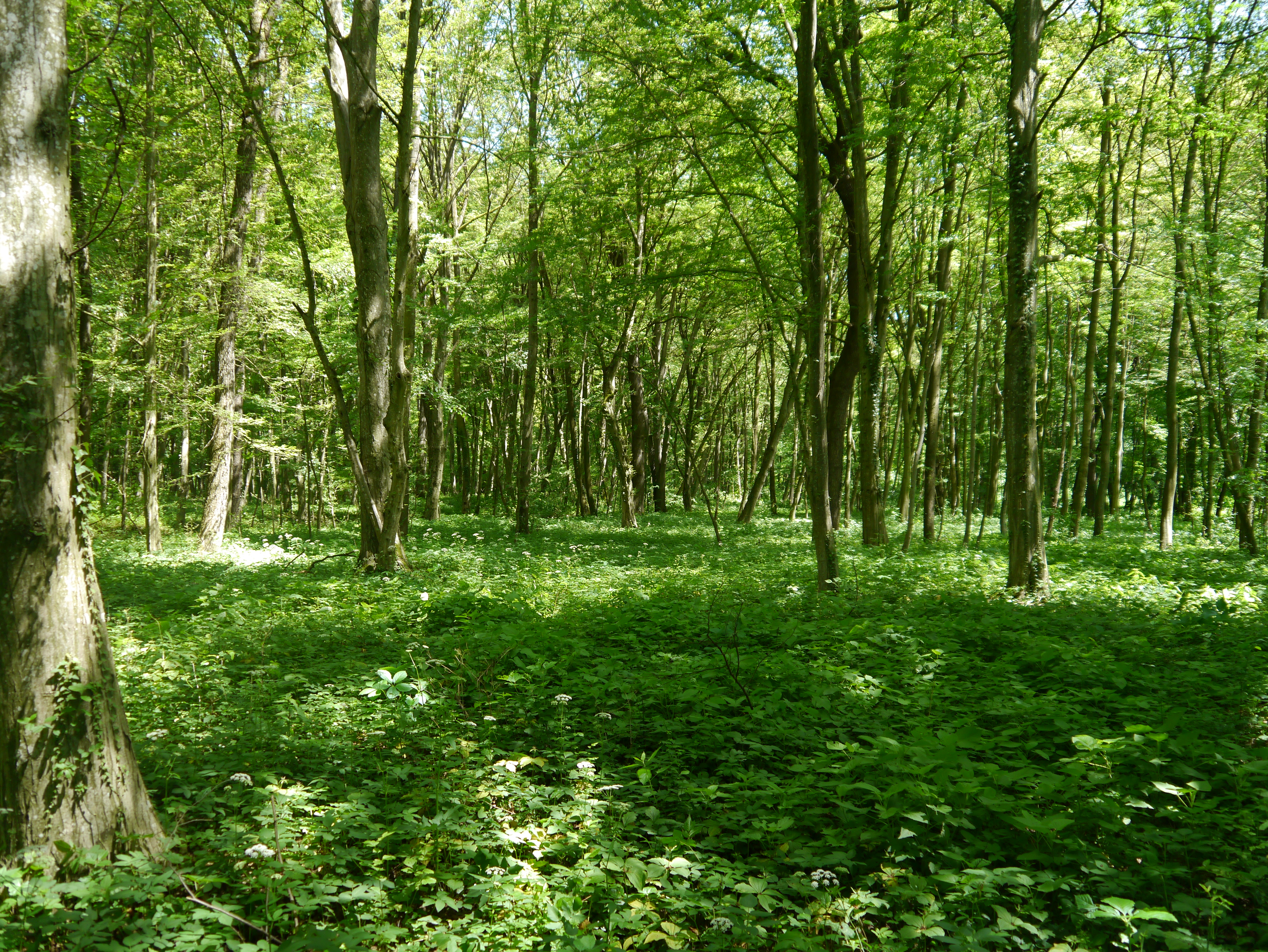 31052013113635 837 lebensraum 1111 harte au5