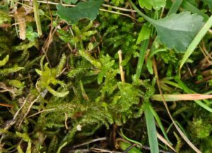 31082013091835 1762 art 1325 pseudoscleropodiumpurum dsc 0699
