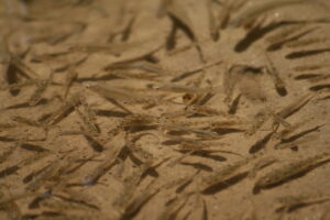 Fische