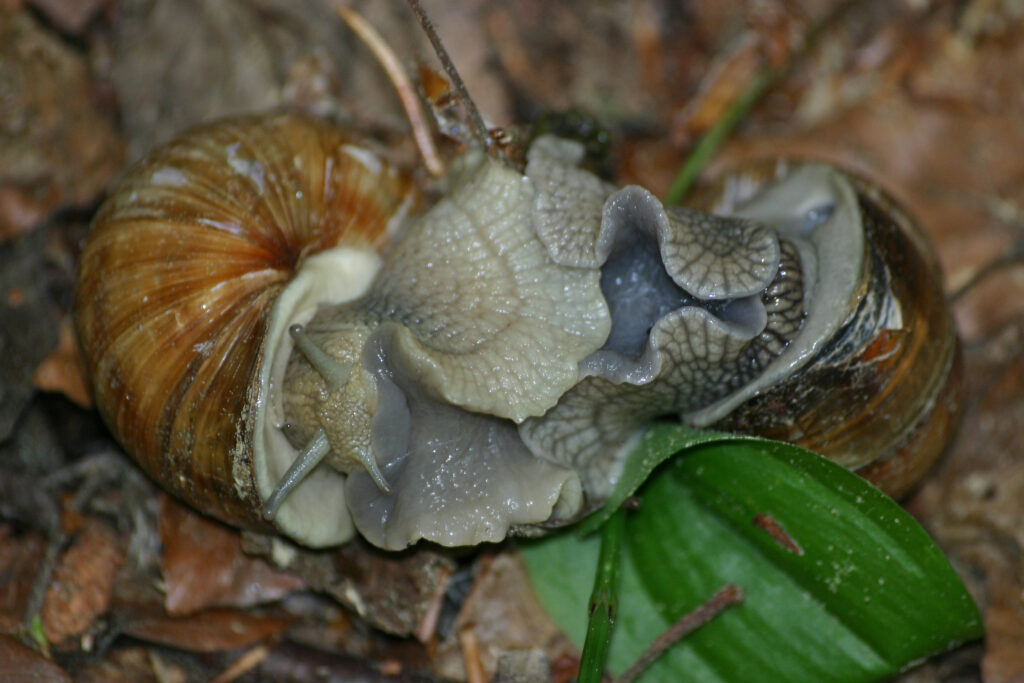 Schnecken
