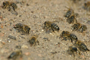 Bienen, Hummeln