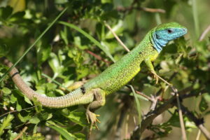 Reptilien