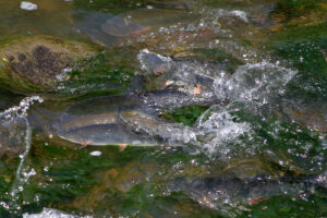 Fische