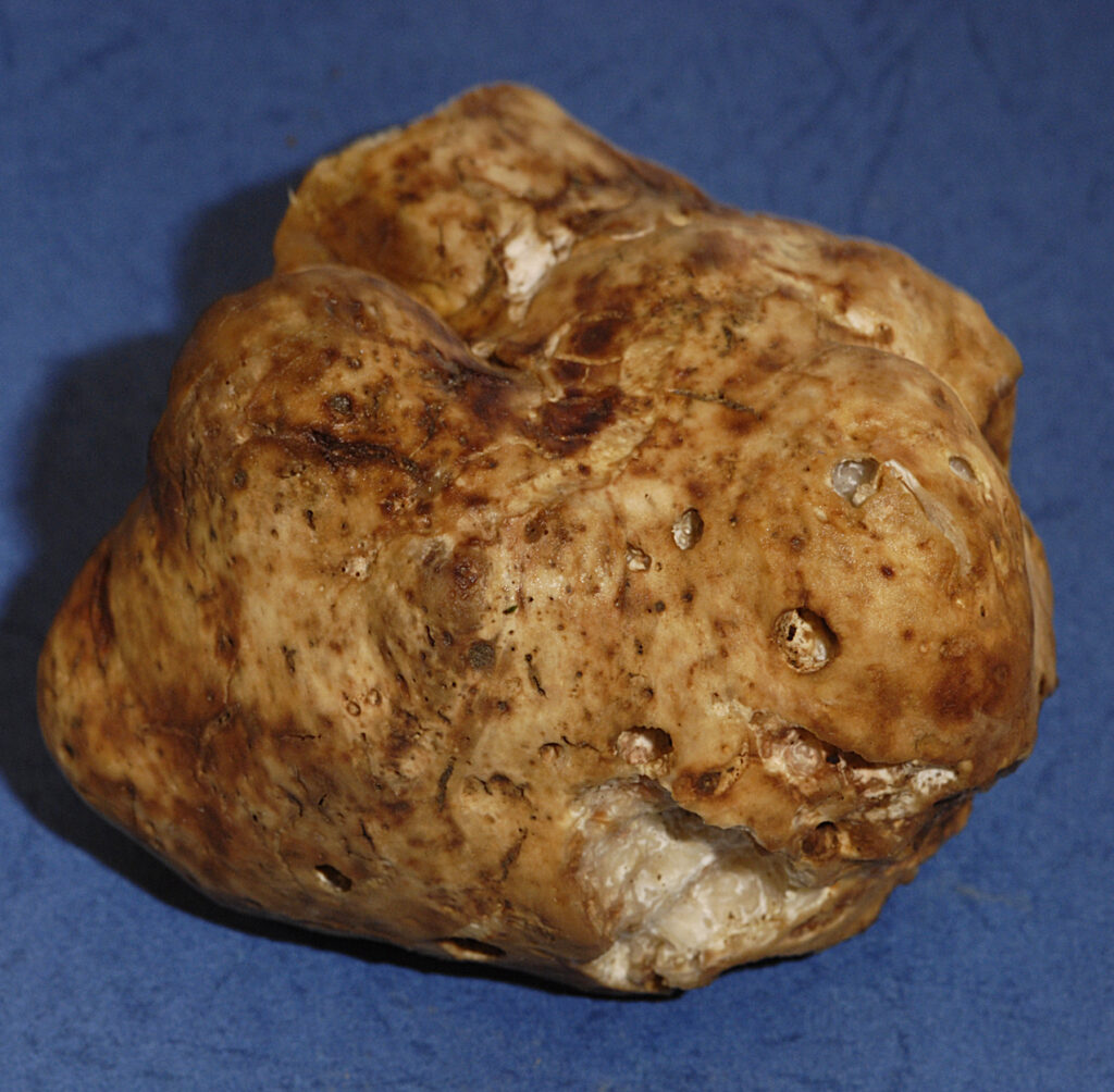 Schlauchpilze