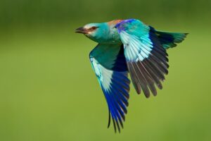 Vögel