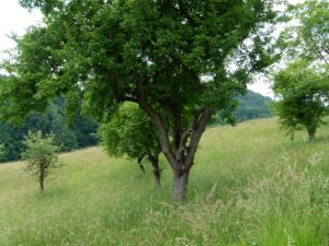 Streuobstwiesen