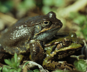Amphibien