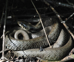 Reptilien